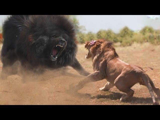 This Giant Dog makes lion terrifying! 7 animals can beat lion