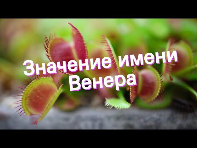 Значение имени Венера. Толкование, судьба, характер