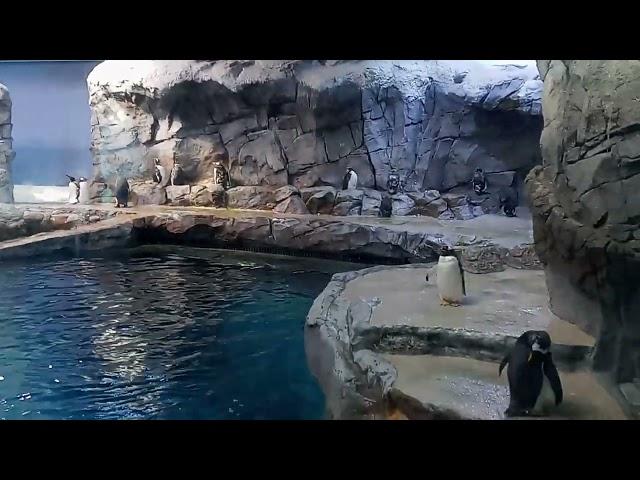 looking at the penguins the Polk Family Penguin Conservation Center