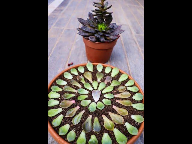 زراعة نبات الاشيفيريا من الأوراق Growing Echeveria from Leaves