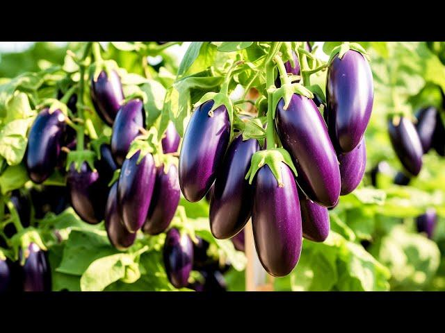 Grow Lots of Eggplant with This Technique