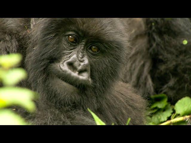 The Brave Gorilla King | Mountain Gorilla | BBC Earth