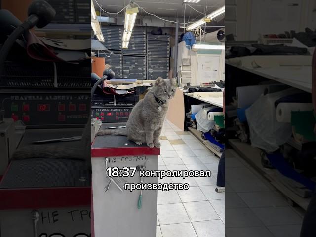 Слежу за своим котом день 2 #рекомендации #животные
