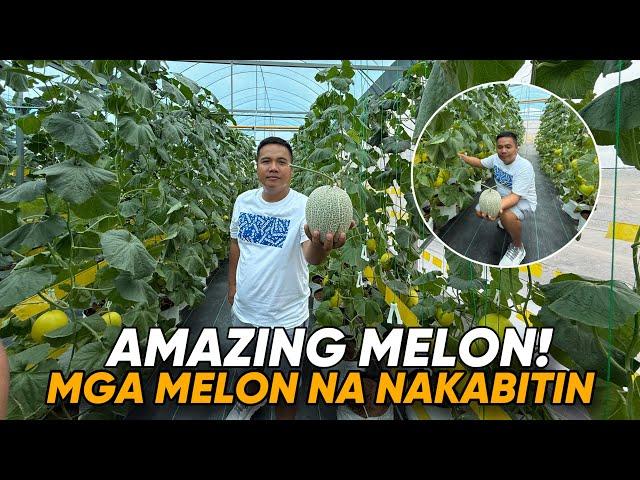 AMAZING MELON…MGA MELON NA NAKABITIN.. SA PINAS!