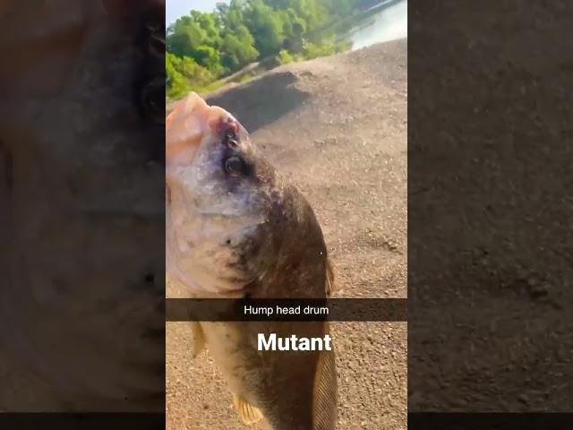 Weird looking drum #fishing #daiwa #fish