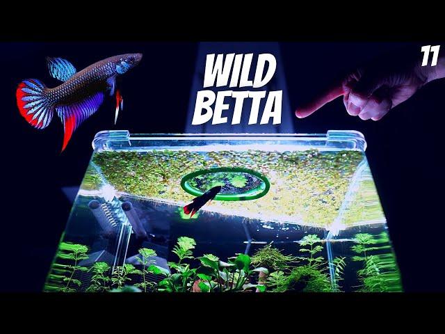 Wild Betta Imbellis (Wild Betta Tank Setup)(EP11 Betta Tank) - Peaceful Betta Fish