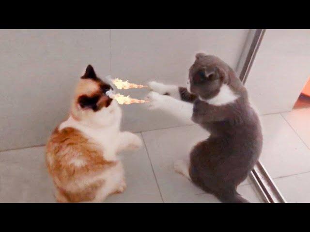 FUNNY CATS 2021 AND OTHER ANIMALS / 10 MINUTES OF LAUGHTER / FUNNY ANIMALS 2021 / THE BEST CAT JOKES