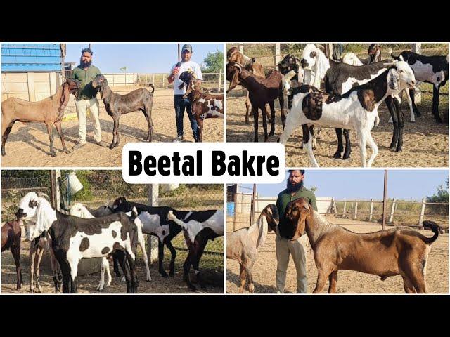 Imran Jhotwara’s Beetal Goats (Andul & Khassi) at FK Goat Farm Jaipur Rajasthan