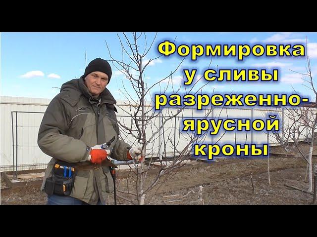 Фомировка у сливы разреженно ярусной кроны