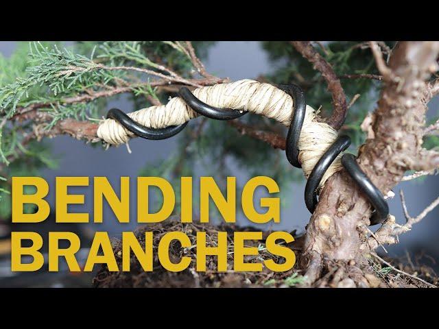 Bending Larger Bonsai Branches with Raffia