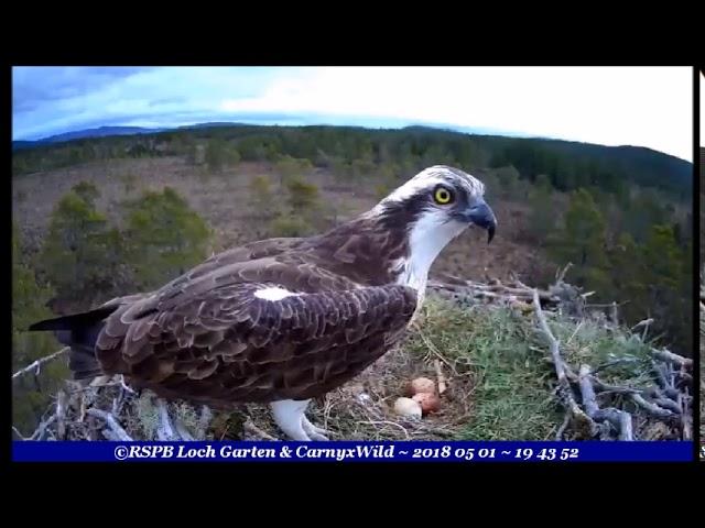 1943hr At last, super headless fish for EJ ~ ©RSPB Loch Garten & Carnyx Wild