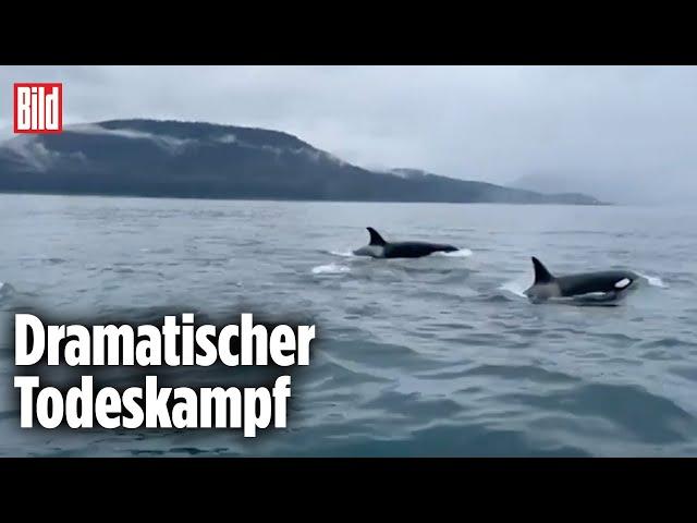 ALASKA: Drohne filmt brutale Orca-Jagd