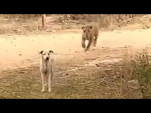 Leopard  attack dog  || dog vs leopard