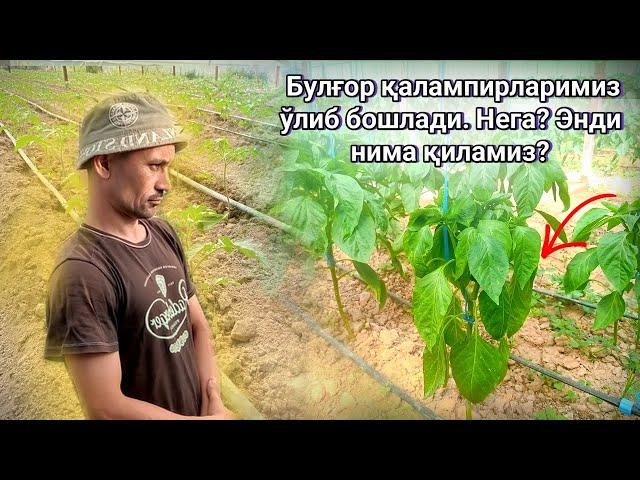 Булғор қалампирларимиз ўлиб бошлади. Нега? Энди нима қиламиз?