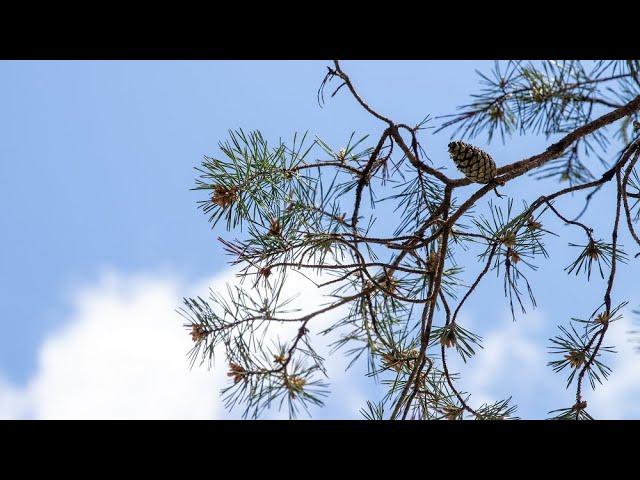 Pine Trees Are Edible & Very Useful