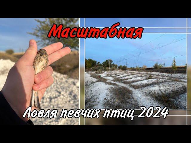 МАСШТАБНАЯ ЛОВЛЯ ПЕВЧИХ ПТИЦ.2024.НОВЫЙ СЕЗОН.МНОГО ПТИЦЫ.