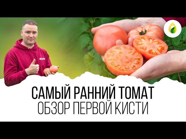 ВСЯ правда о томате МАКАН от #Clause