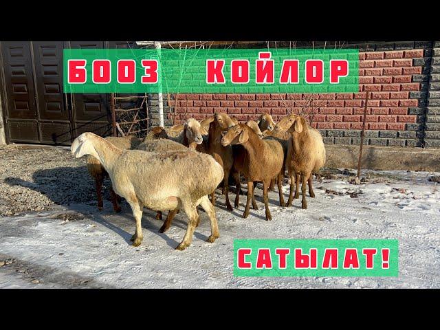 Дыйкандан БООЗ КОЙЛОР сатылат 