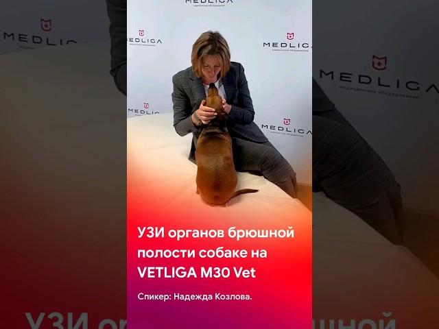 Мастер-класс по УЗИ органов брюшной полости собаке VETLIGA M30Vet @vet_liga #short #shorts #tiktok