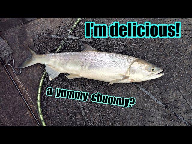 Chum are good eating! (cooking chum salmon)