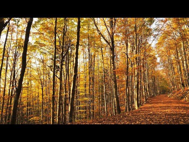 Autumn Forest Stillness / Birds Singing, Colorful Trees,...