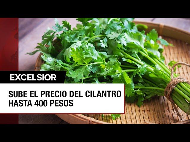 Golpe al bolsillo: ¿Por qué subió en México el precio del cilantro?