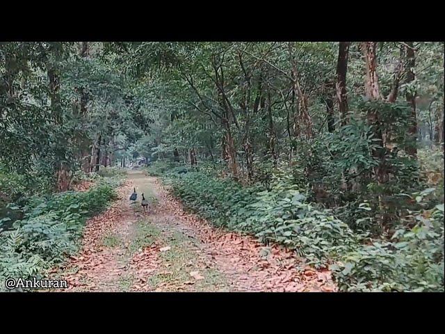 Exploring The Unexplored (North Bengal , Dooars Forest )