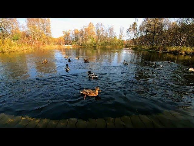 Duck sounds with quacking and splashing on the river