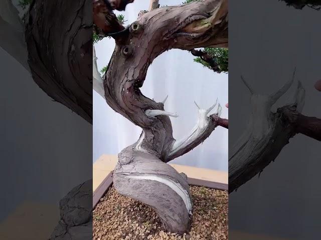 Do you like the red-skinned, white-boned, green-topped juniper?