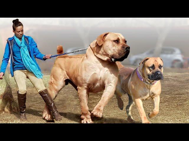 Top 10 Ginger Dog Breeds