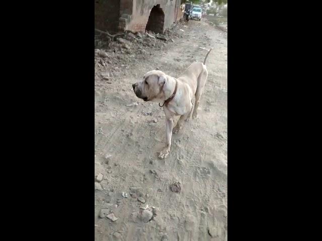 bullydog bullykutta shaktiman s/o dhatu wala tiger top quality