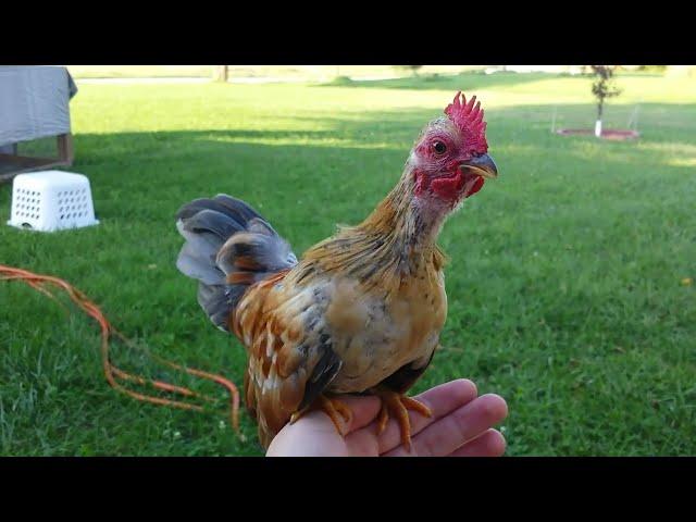 Bantam Rooster Crowing Compilation  Mini Rooster Crow Sounds 