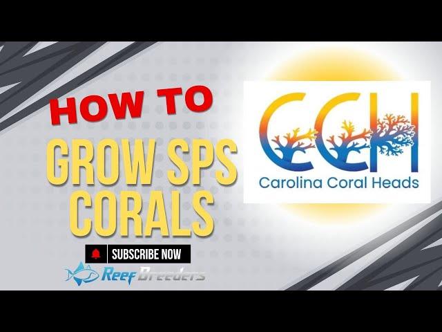 How To Grow SPS Corals Like A Pro - Carolina Coral Heads