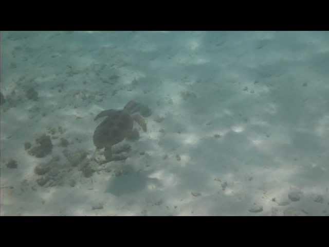 snorkeling @ Little Curacao / sea turtle