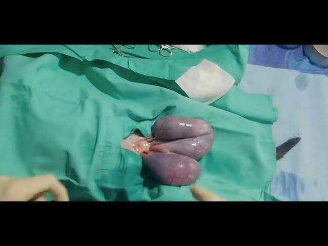 Pregnant pyometra street cat castration