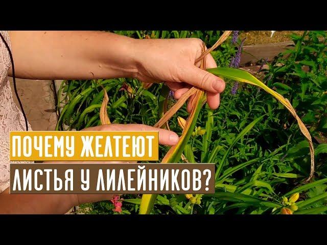 Почему желтеют листья у лилейников? Как с этим бороться? / Садовый гид