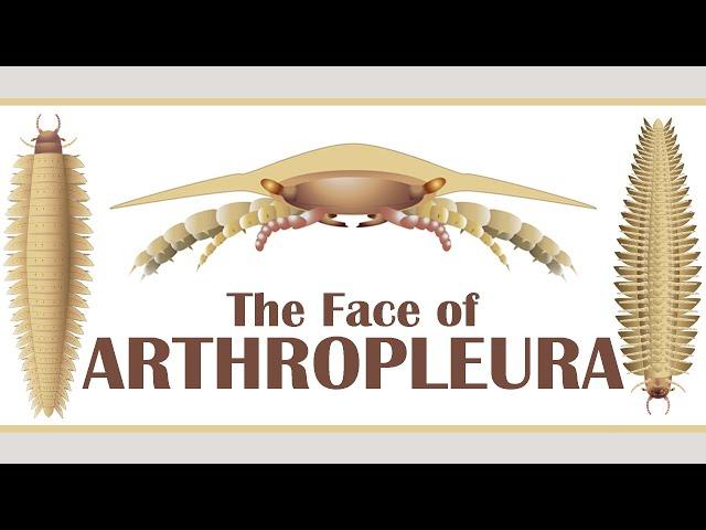 The Face of Arthropleura