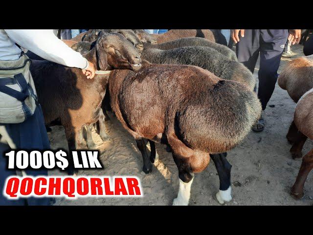 Кашкадарё Чирокчи мол бозори Кочкор  нархлари | Chiroqchi mol bozori narxlari