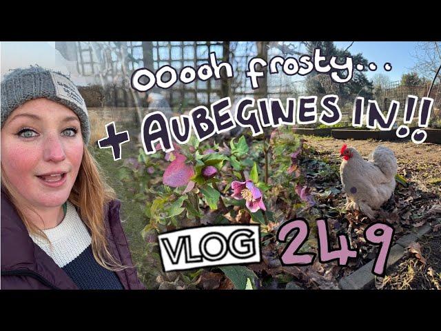 A Frosty Allotment! + Sowing Aubergine Seed. Ep 249 || Plot 37