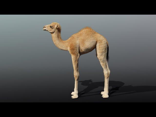 CGI 3D Animated Animal in Blender | Camel Baby 360  Showreel | VFX Grace