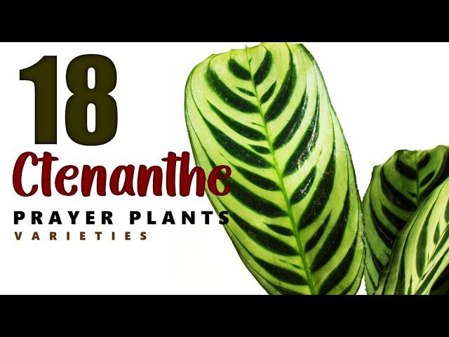 18 CTENANTHE VARIETIES | CTENANTHE | PRAYER PLANTS | HERB STORIES