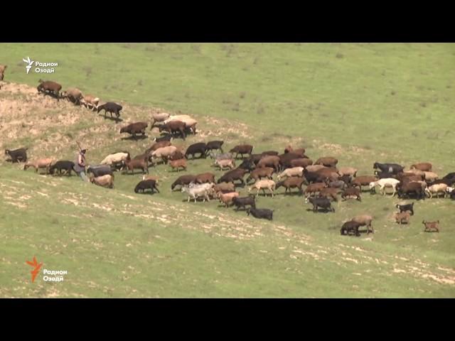 Мошини боркаш рамаи гусфандонро пахш кард