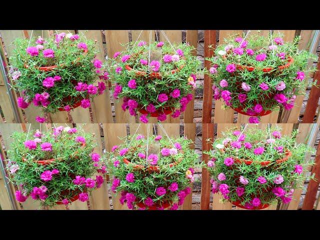 Easy and Quick Way to Make a Beautiful Hanging Garden | 5T1 Garden