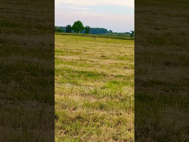 #moments #primavera #family #relax #campagna #spring #colors #green #verde #birds