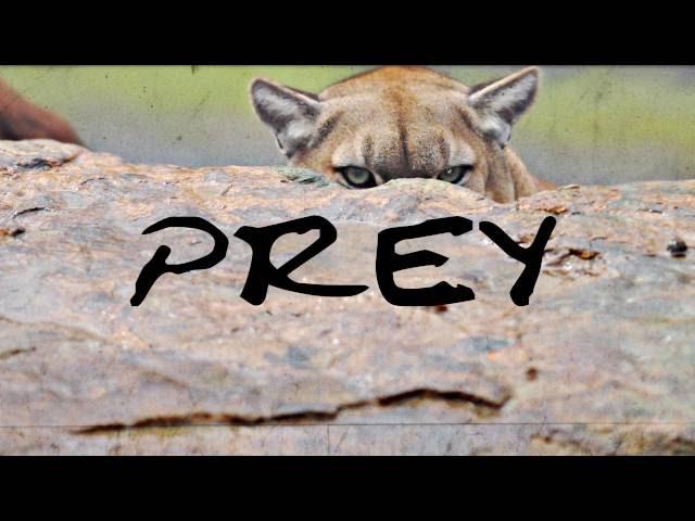 Prey (Prod by Streetz Myestro)