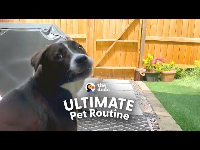 Vigilant Security Guard Dog Has A Strict Schedule | The Dodo