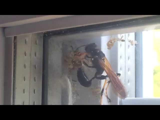 Wasp vs. Spider