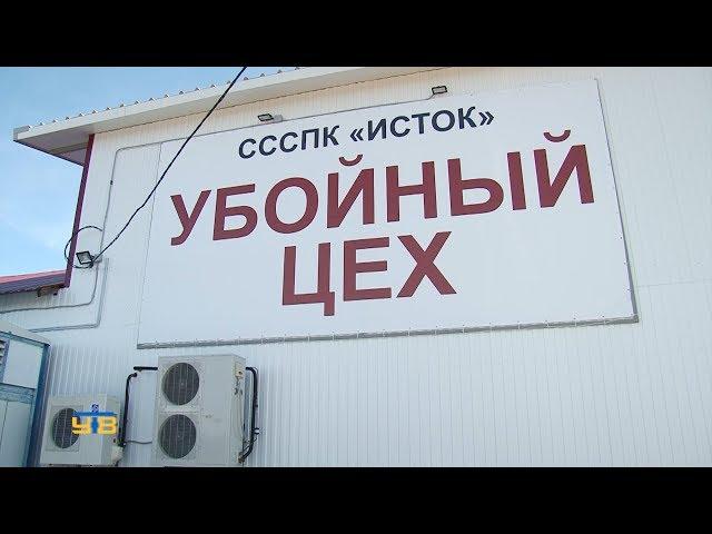 Убойный цех в деревне Тютрина вышел на полную производственную мощность