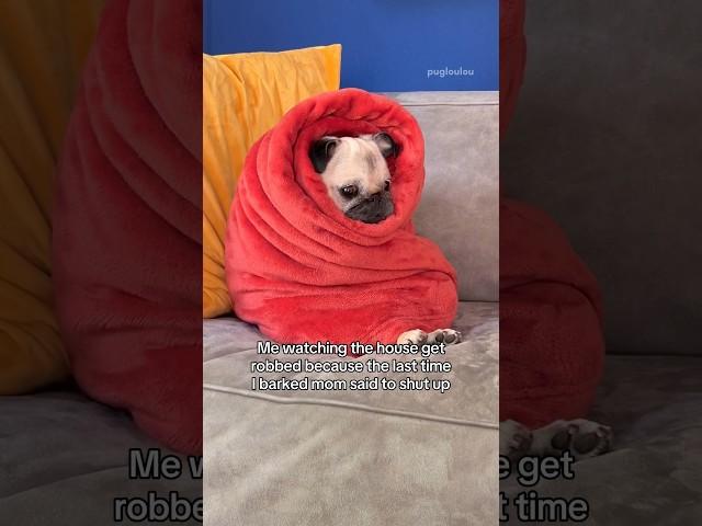 Looks like it’s not my problem anymore ‍️ #pug #dog #funny