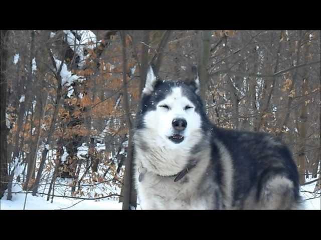 huskies vs wolves